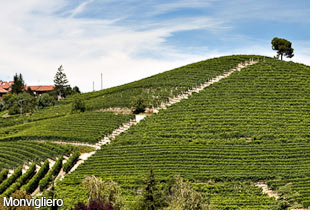 The Monvigliero vineyard in Verduno
