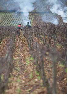 2018 Burgundy en primeur introduction