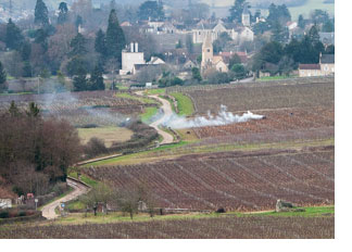 2019 Burgundy en primeur introduction