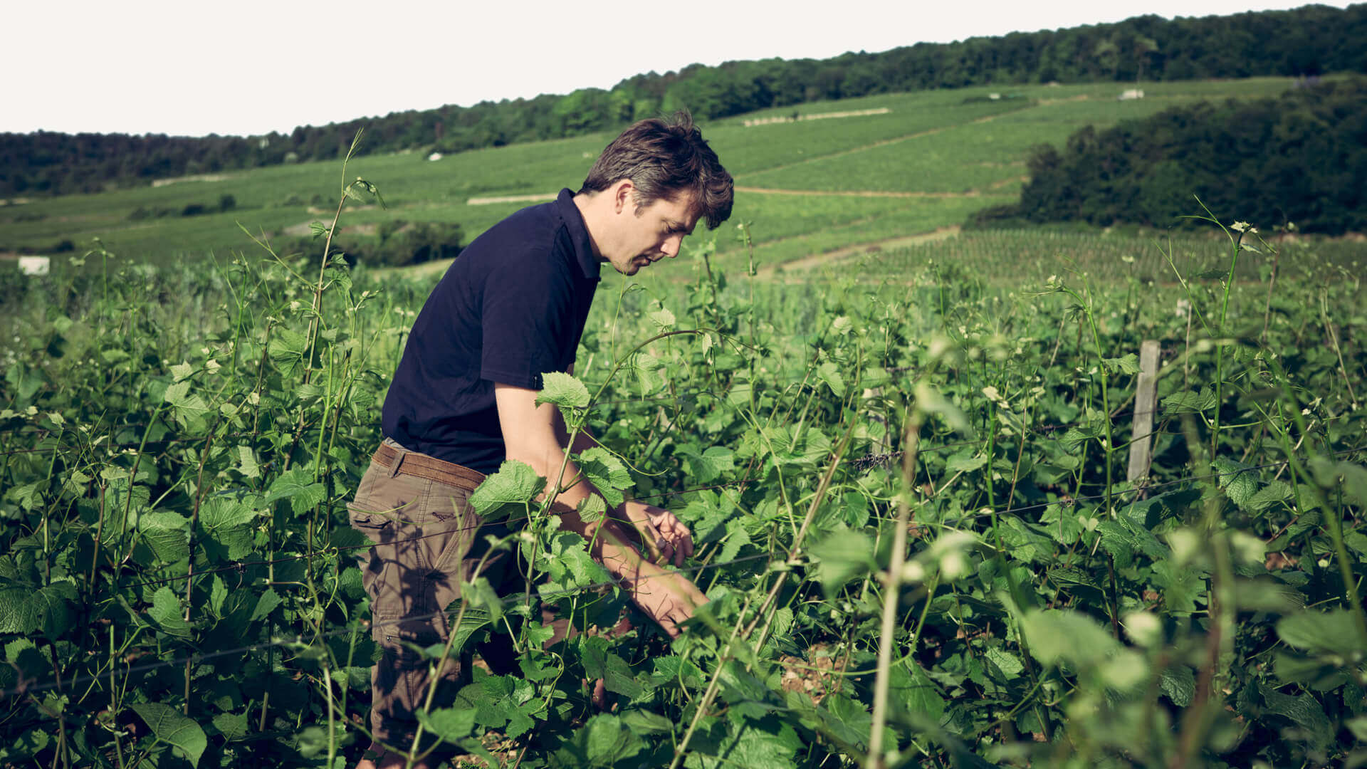 Cyprien Arlaud in the vineyard