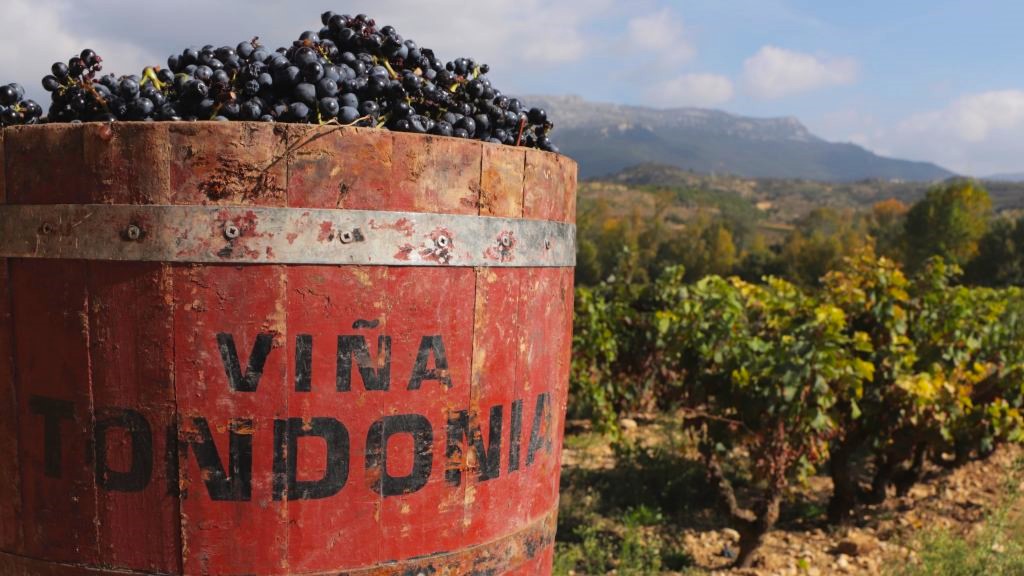 Harvest in Vina Tondonia