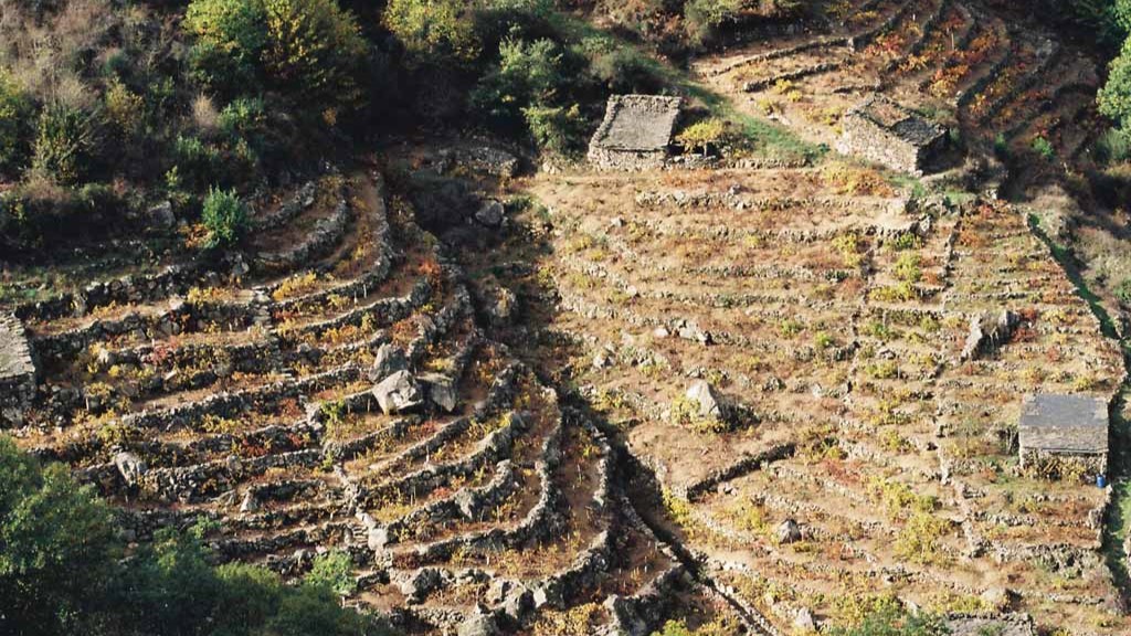 Terraced vineyards, Ribeira Sacra