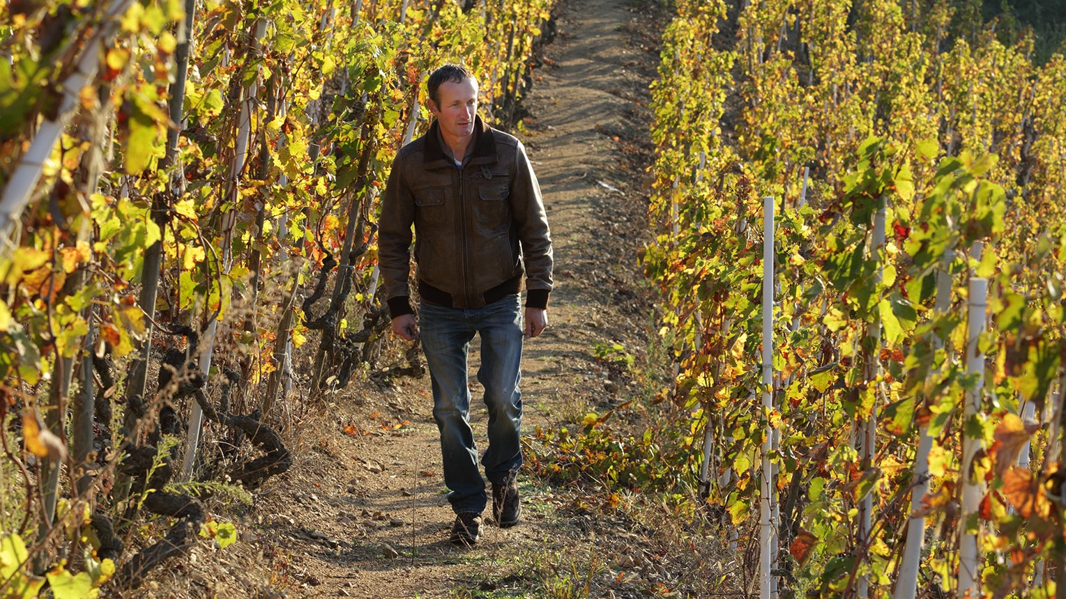 Vincent Paris in the vineyard Vincent Paris in the vineyard