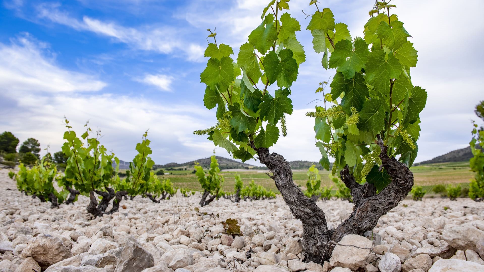 Pie Franco vines at Casa Castillo