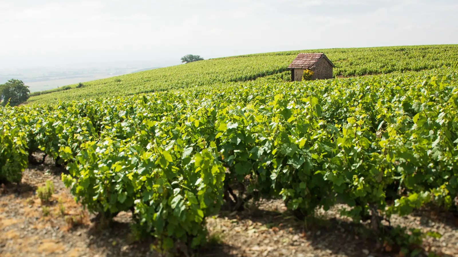 Cote du Py vineyard