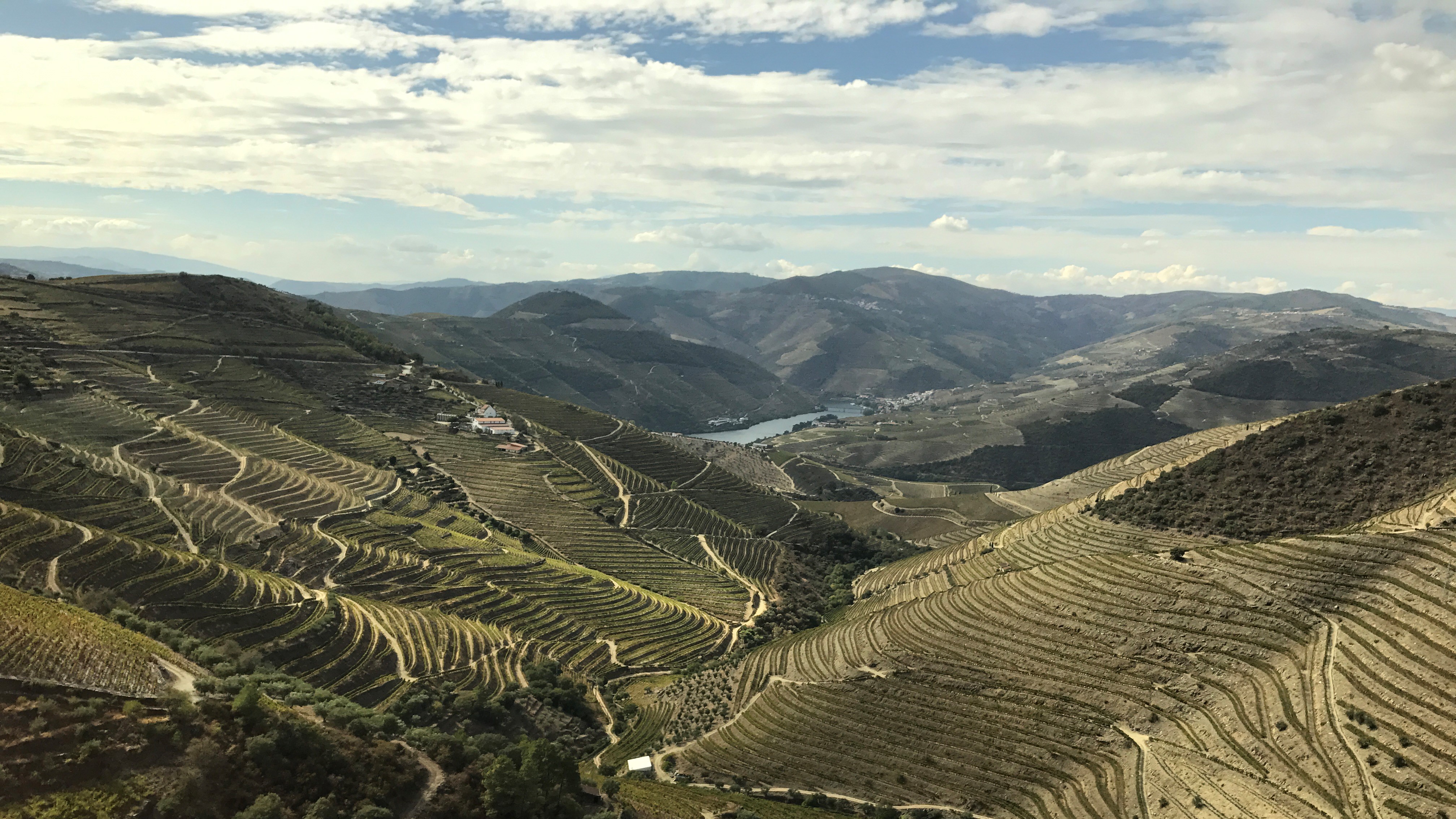 Port vineyards in the Douro Valley