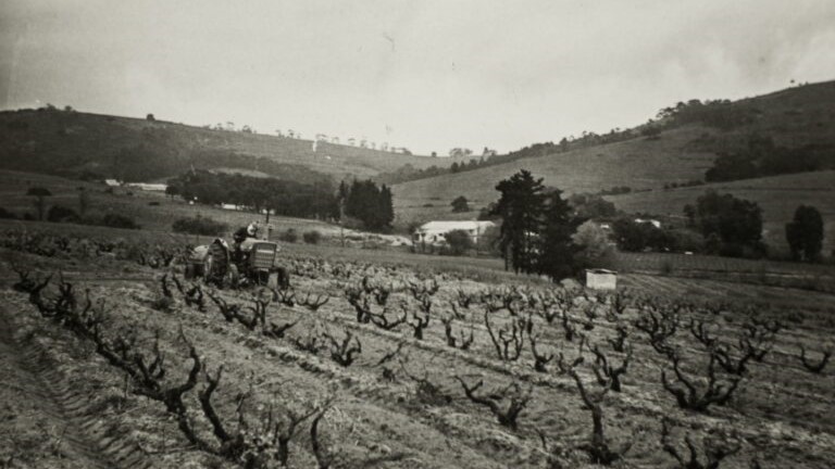 Tractor in the vineyards at Kaapzicht, 1940s