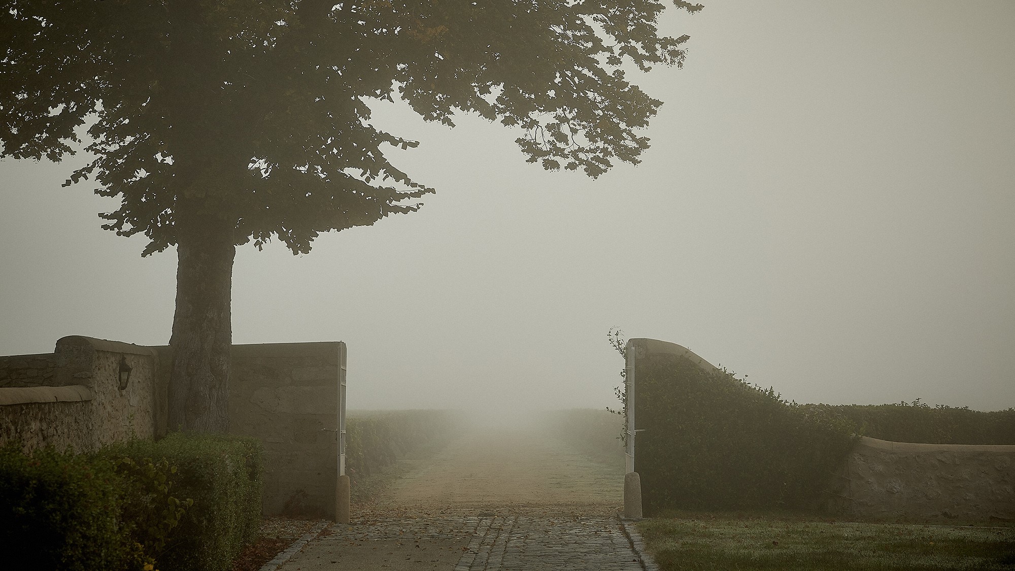 Foggy morning at Chateau Coutet Foggy morning at Chateau Coutet