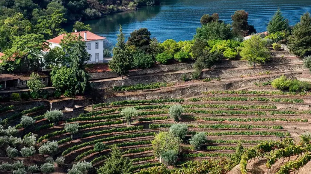 The Cardenhos plot of Graham's Quinta dos Malvedos The Cardenhos plot of Graham's Quinta dos Malvedos
