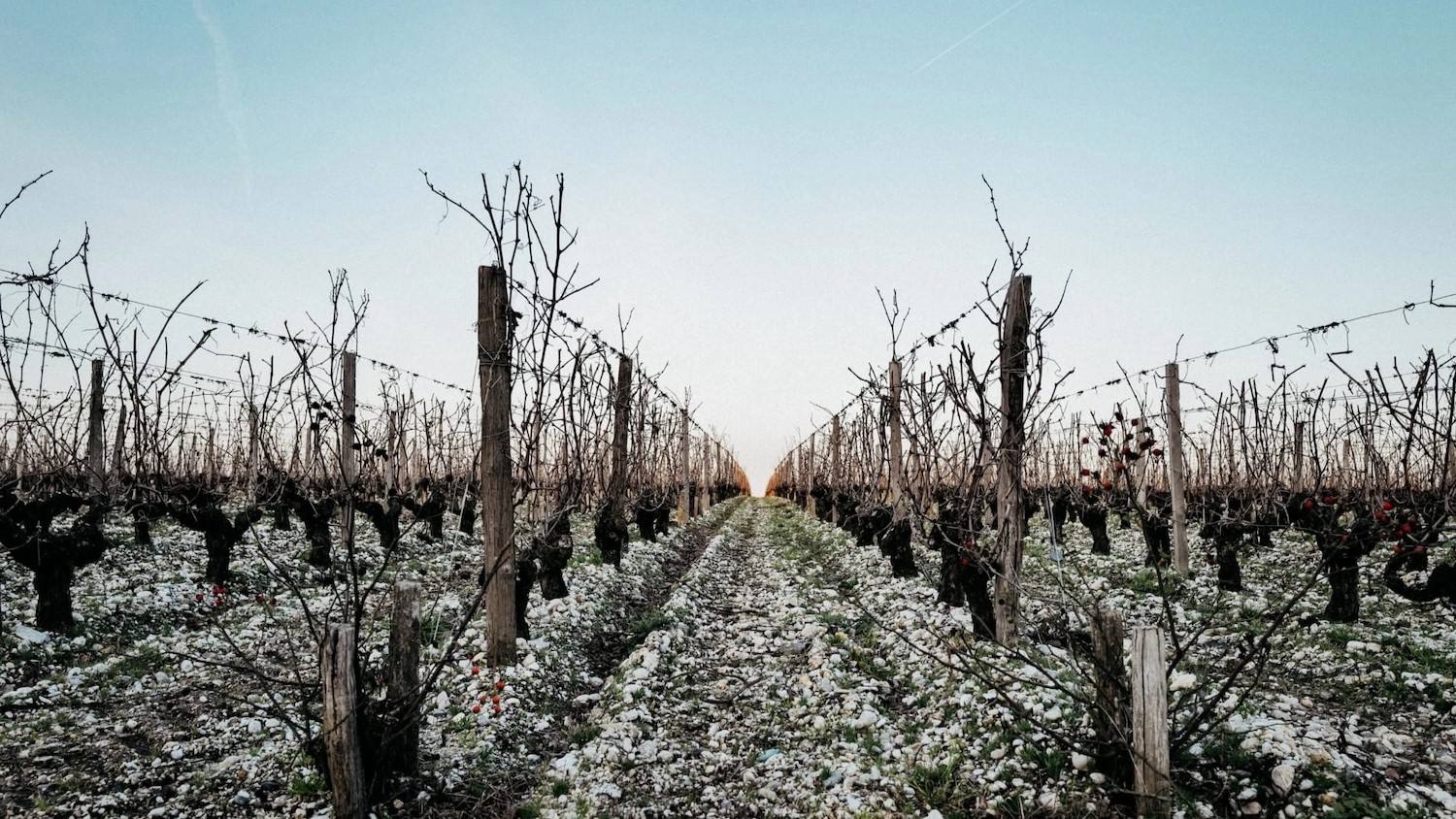 Old vines at Brane-Cantenac Old vines at Brane-Cantenac