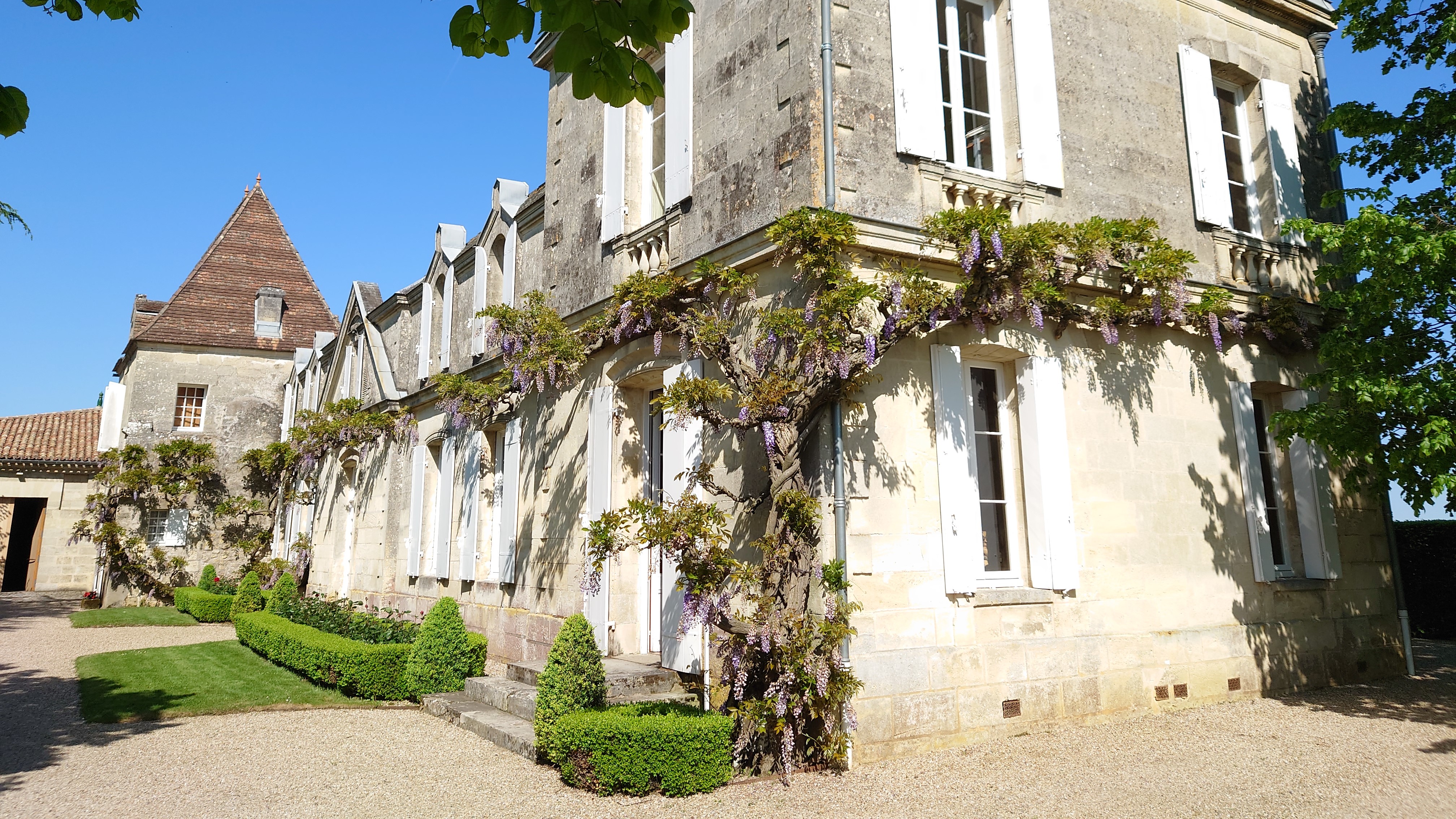 Wisteria at Vieux Chateau Certan