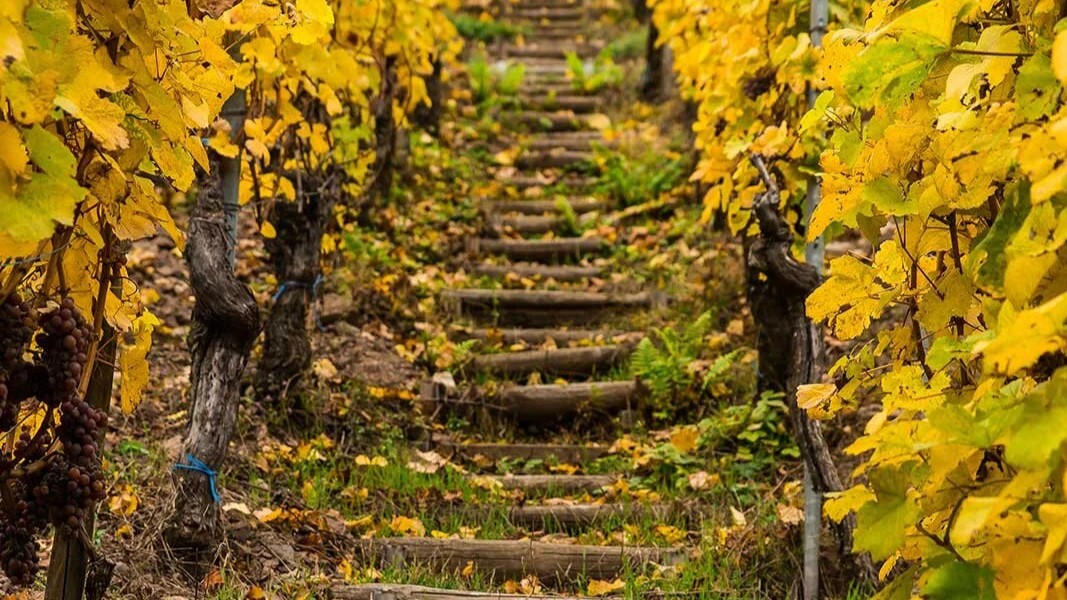 Rangen de Thann vineyard Rangen de Thann vineyard