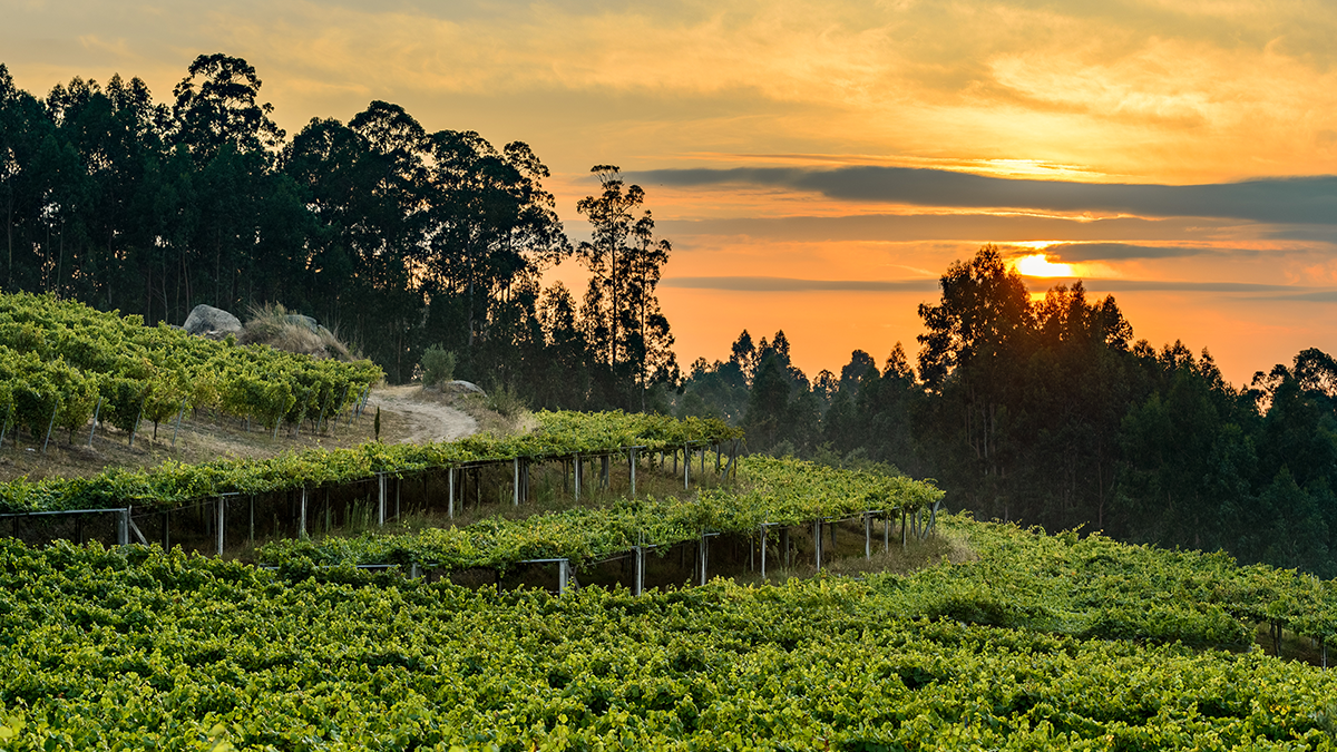 Sunset over the vineyards of Pazo Senorans