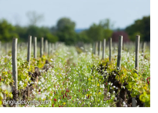 The vineyard at Angludet