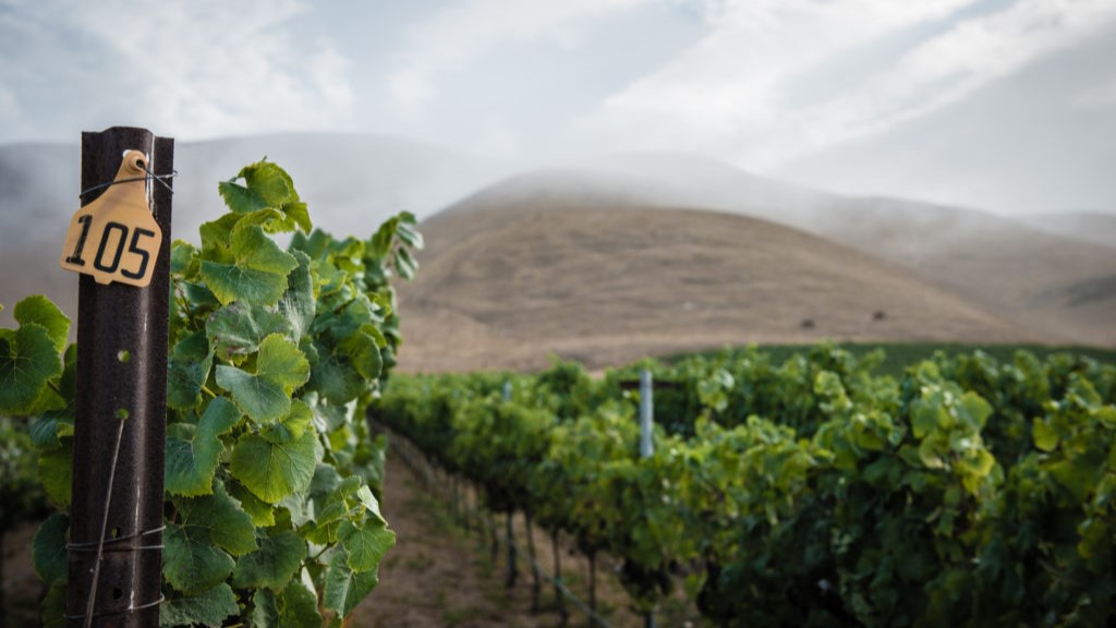 Bien Nacido Vineyard in California, shrouded in fog