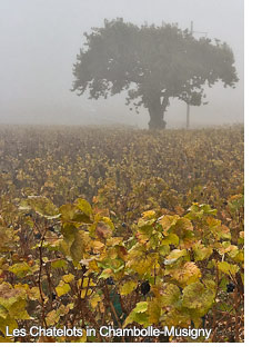 Chatelots in Chambolle-Musigny