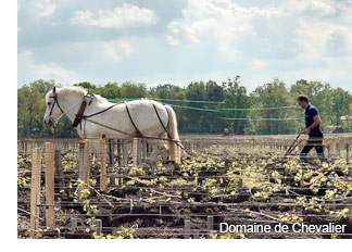 Domaine de Chevalier