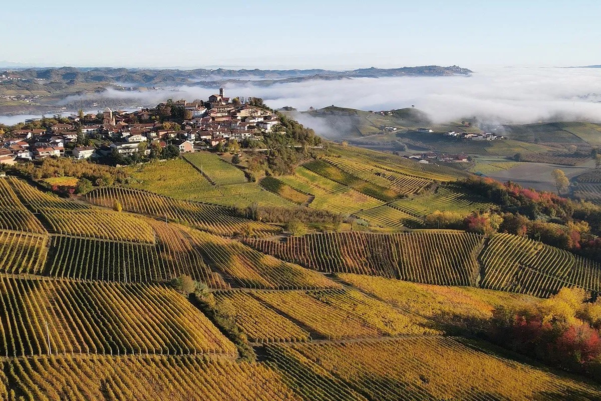 The town and vineyards of Veduno
