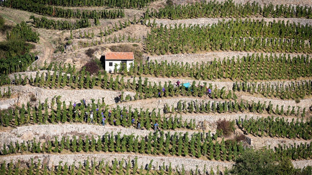 Hermitage Vineyards (photo from Cave de Tain)