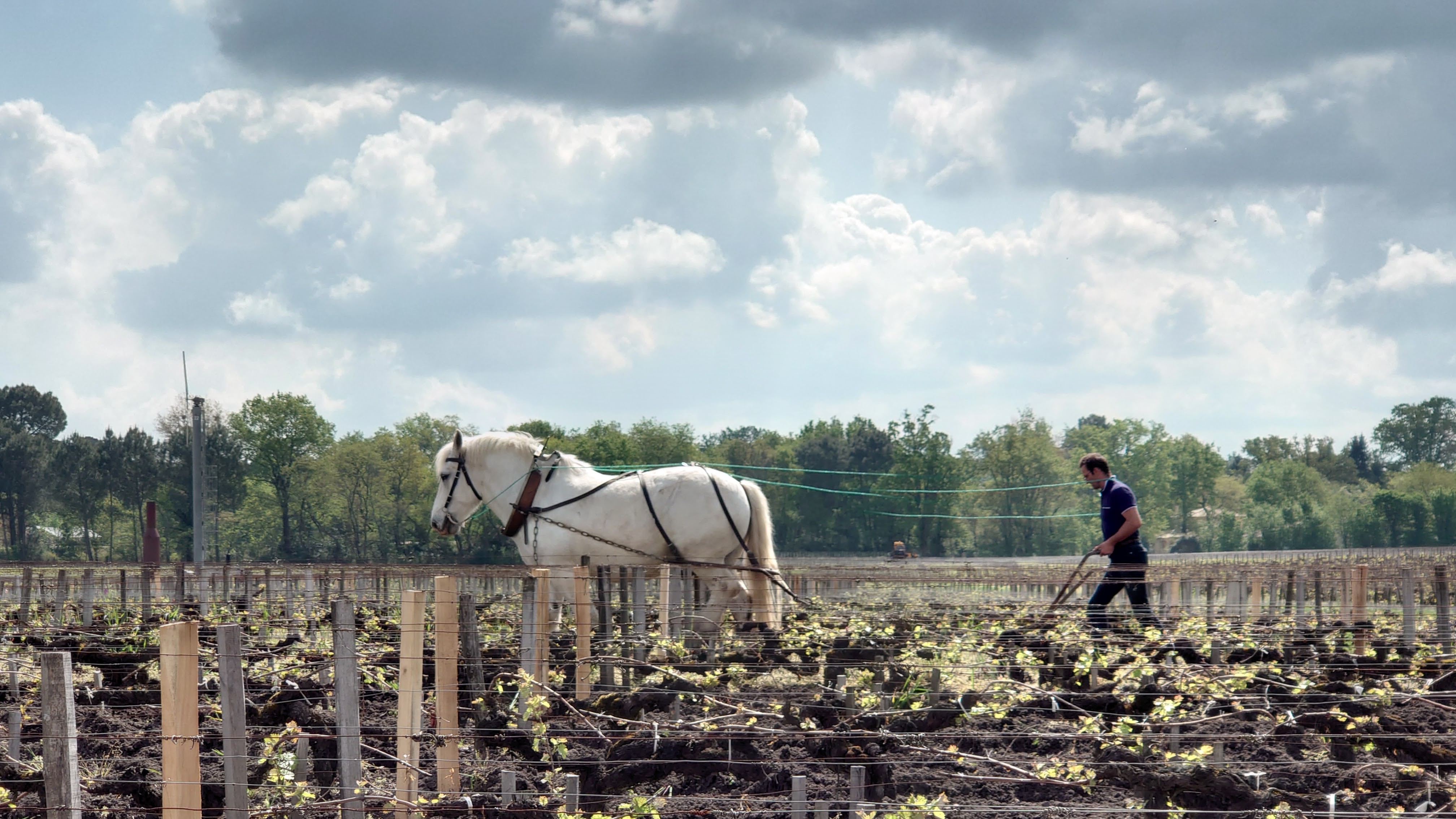 Horse ploughing the vines at Domaine de Chevalier