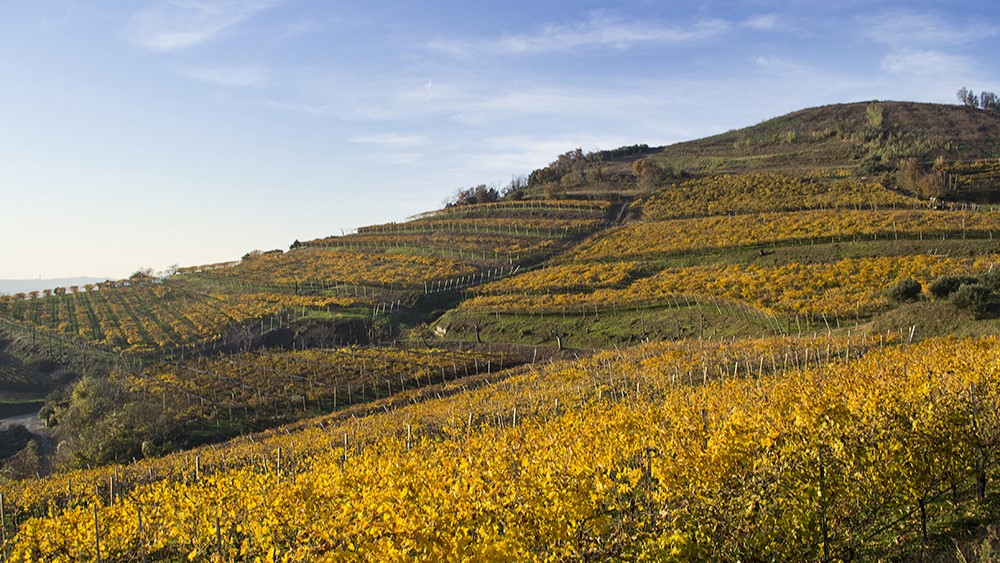 Monte Foscarino vineyards