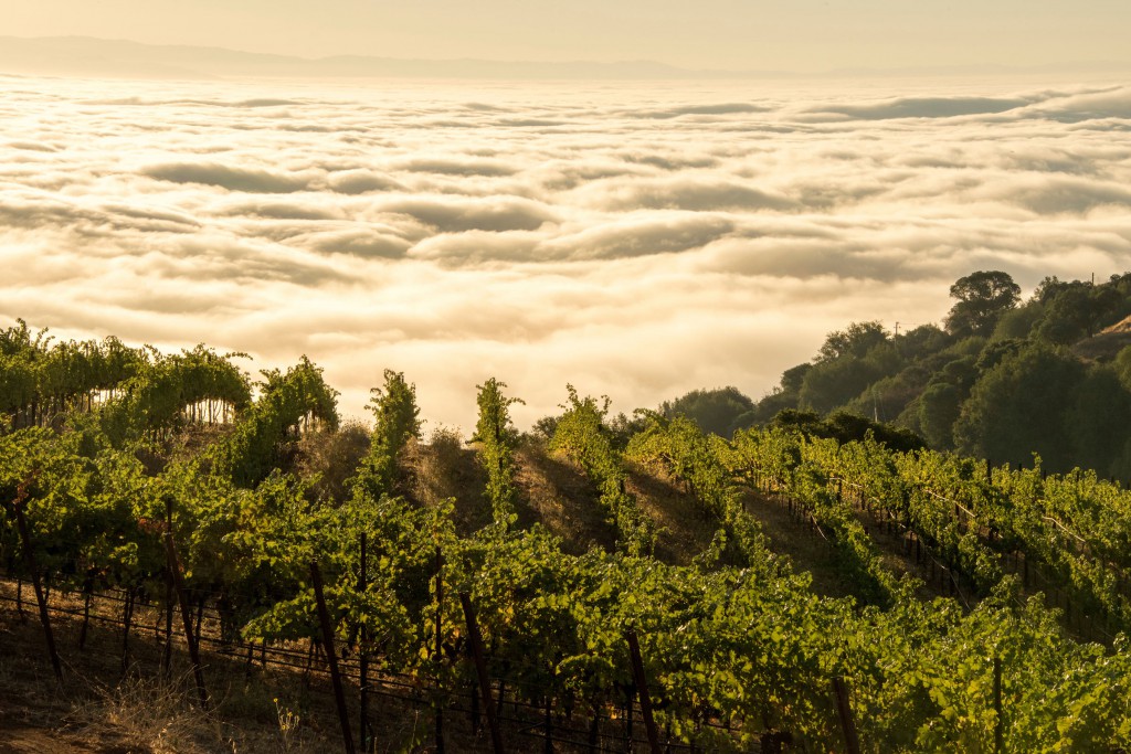 Monte Bello vineyards above the fog layer, Ridge