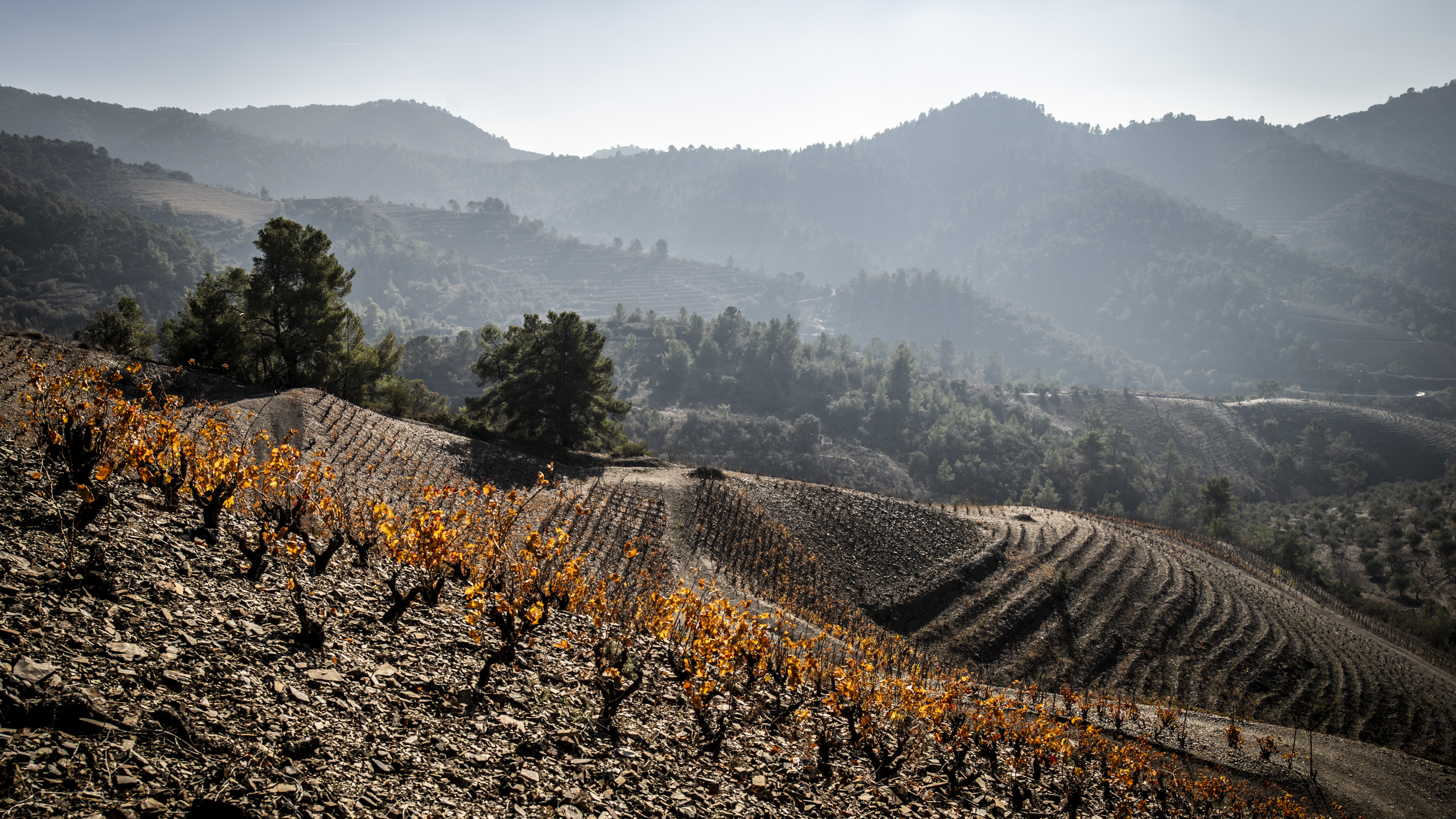 NerinTerra Vineyards, Priorat