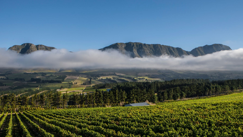 Newton-Johnson vineyards