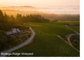 Bodega Ridge vineyard