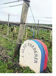 Roederer Vineyard