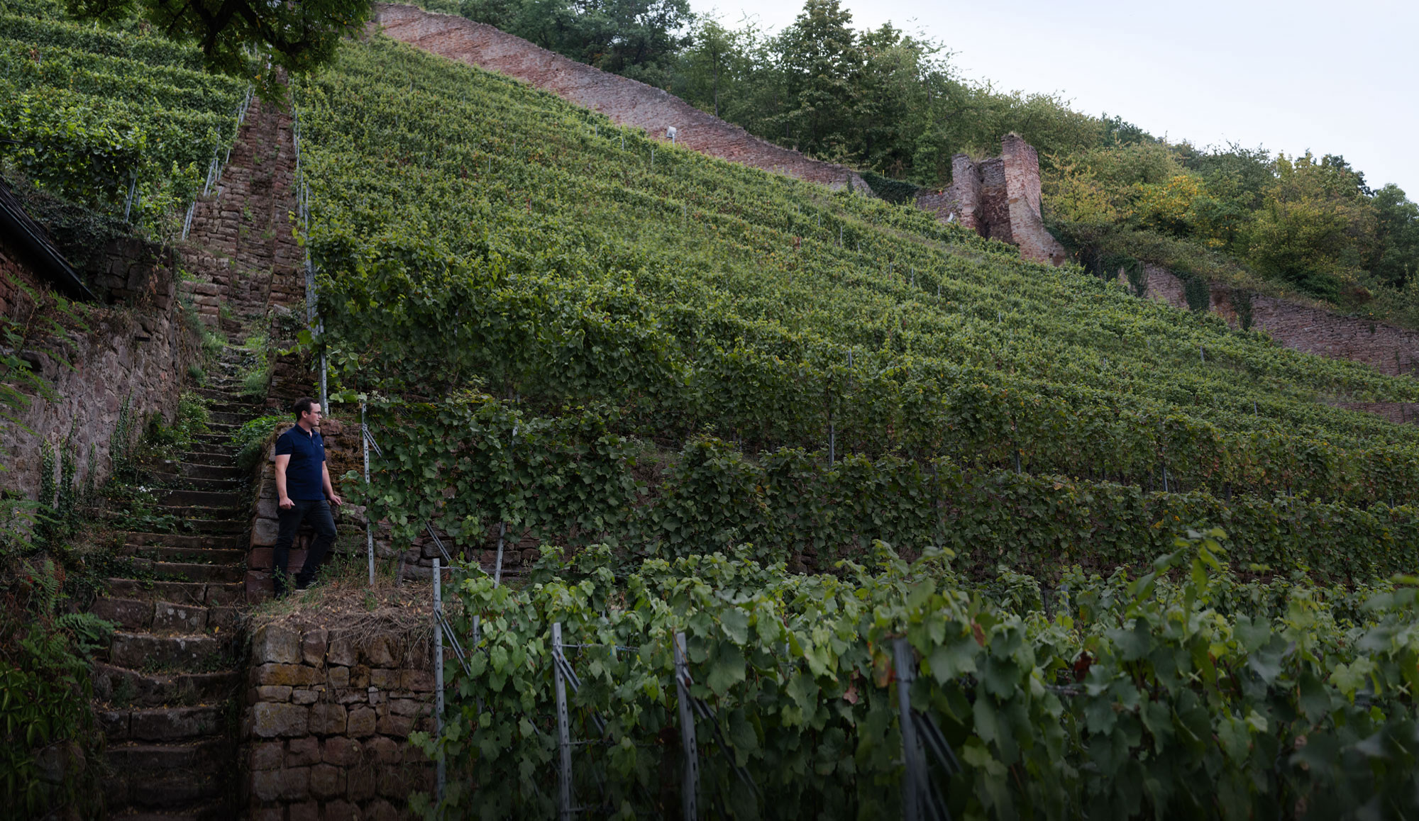 Schlossberg vineyard