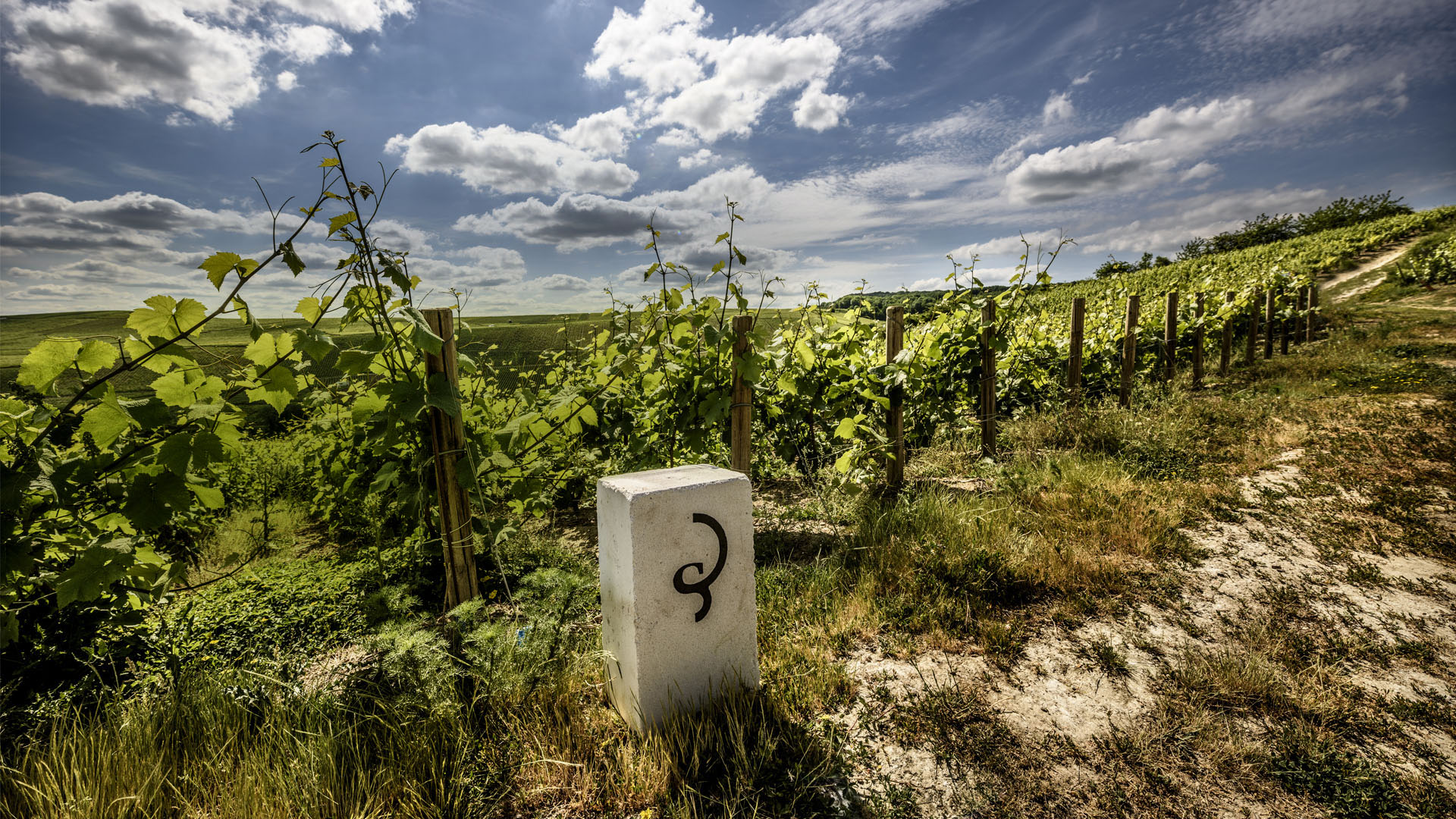 Vineyards of Billecart-Salmon in Champagne