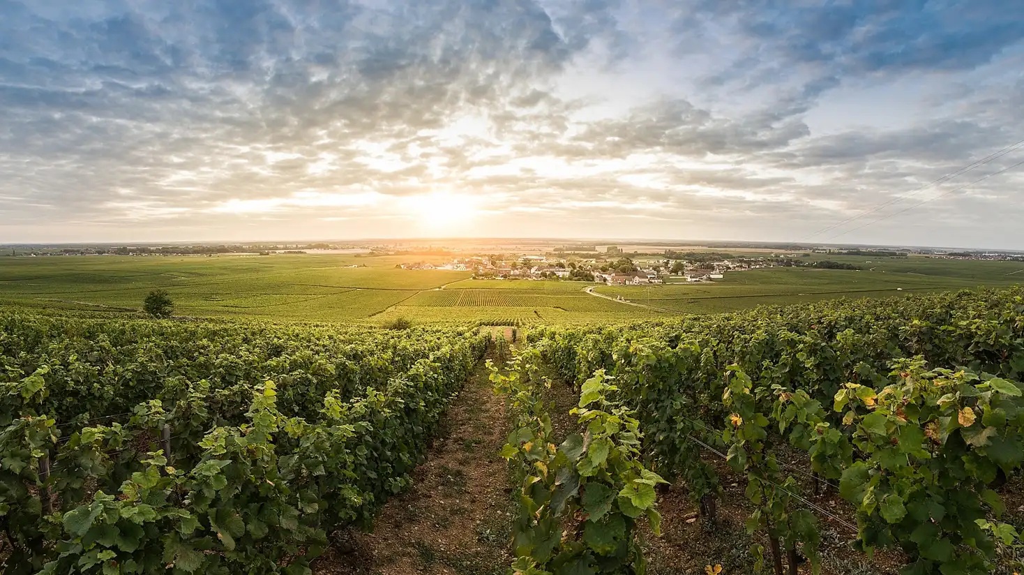 Vosne-Romanee 1er Cru Les Chaumes