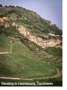 Riesling in the Heimbourg vineyard