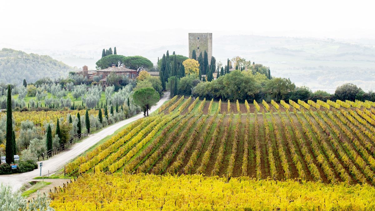Sesti vineyards, Montalcino
