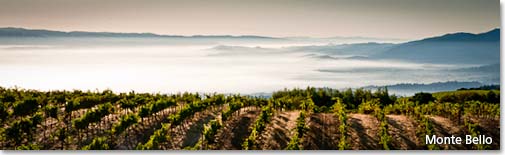 The Monte Bello vineyard