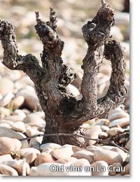 Old vine on La Crau