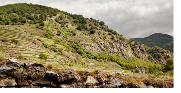 Duernsteiner Liebenberg vineyard in Wachau