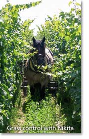 Horse mowing a Zind Humbrecht vineyard