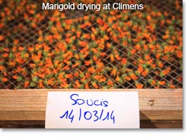 Marigold drying at Climens