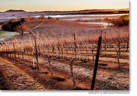 Rochioli vineyards in winter copyright Kim Carroll