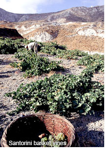 Santorini basket vines