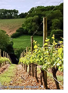 The Wooldings vineyard