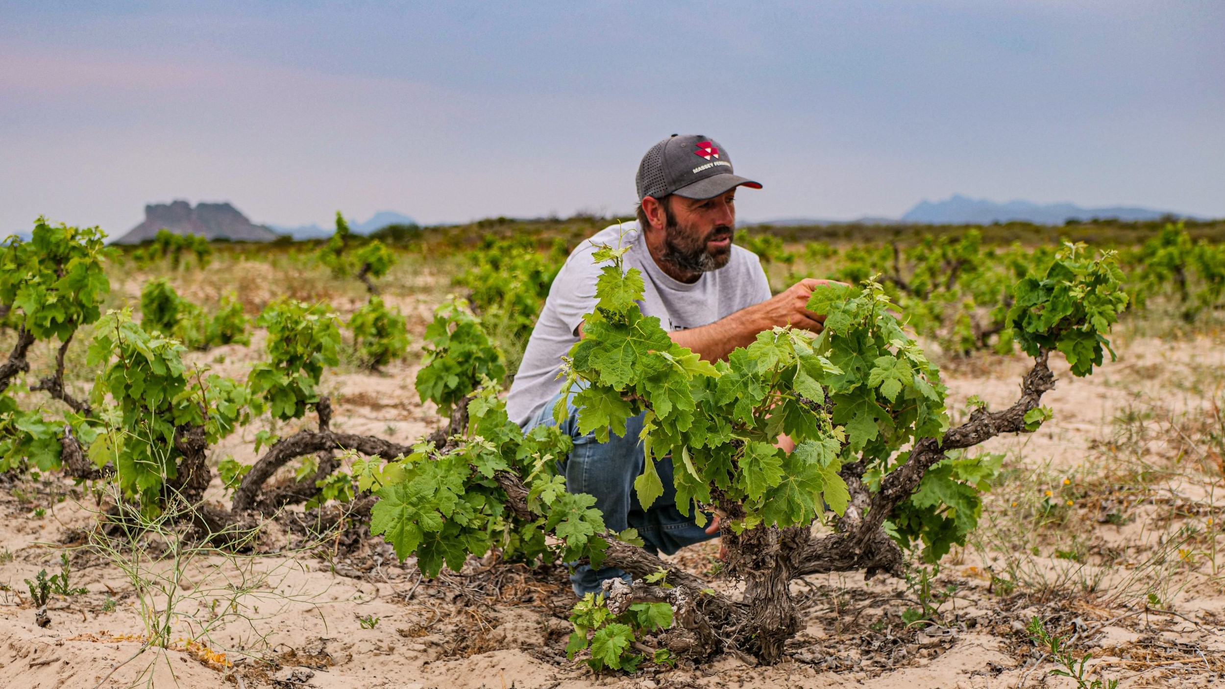 Eben Sadie in the Skerpioen vineyard (photo from LITTLEWINE)