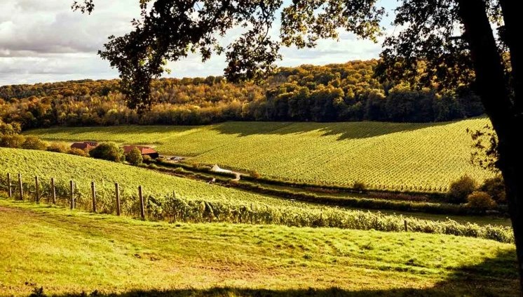 Hundred Hills vineyards, Stonur Valley, Oxfordshire