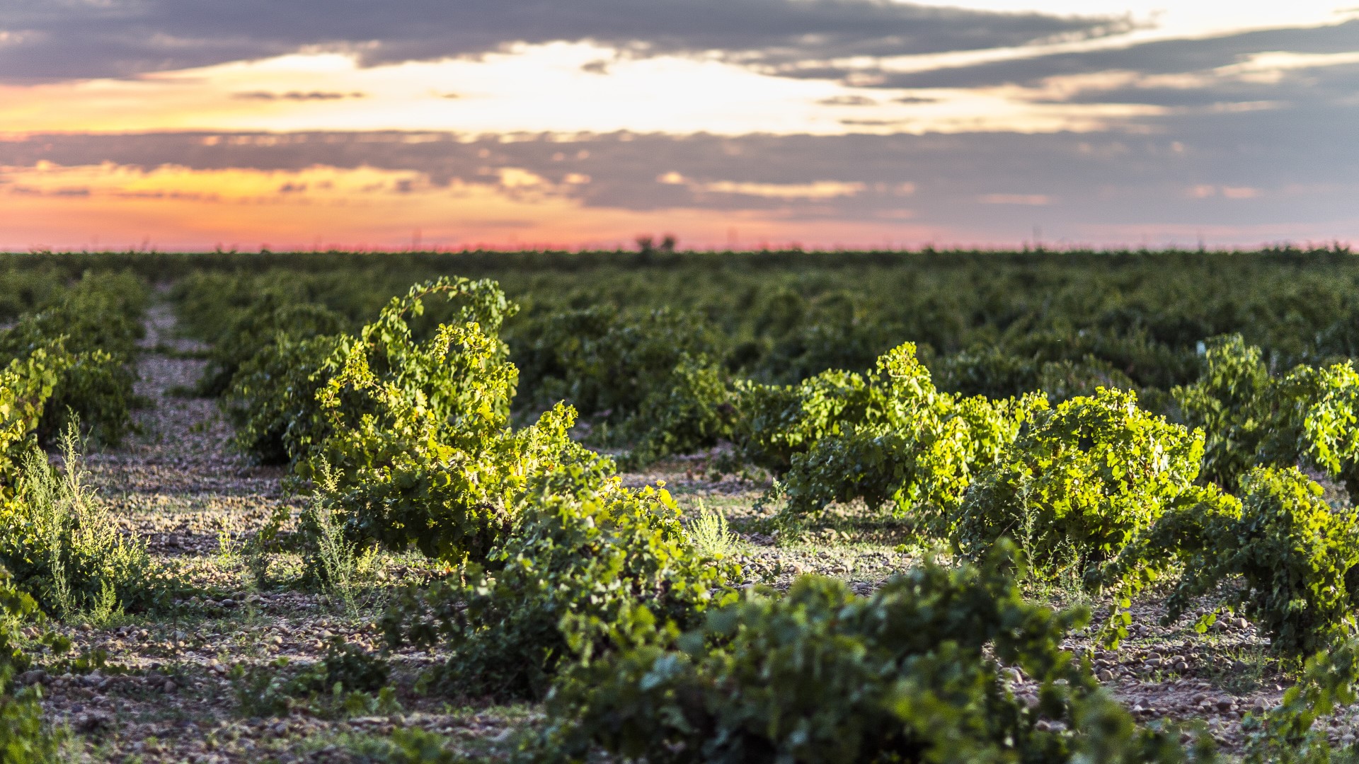 Belondrade Vineyards