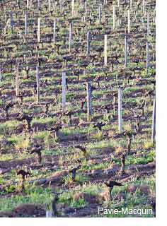 bordeaux-preliminary