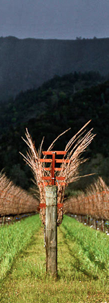 Araujo Altagracia (Cab/Mer/Petit Verdot)