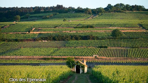 Burgundy/Beaujolais/Jura