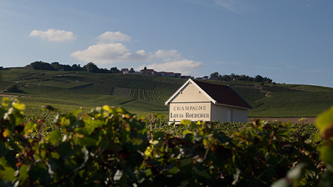 Champagne/sparkling wine